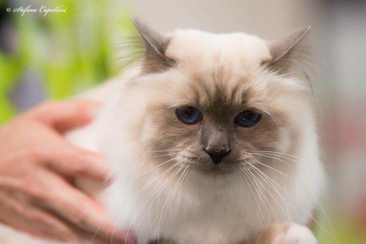 WorldCats, nel weekend 600 gatti da tutta Europa alla Fiera di Genova