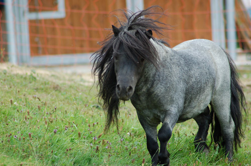 Pony incustoditi sull'A3, travolti e uccisi da un tir