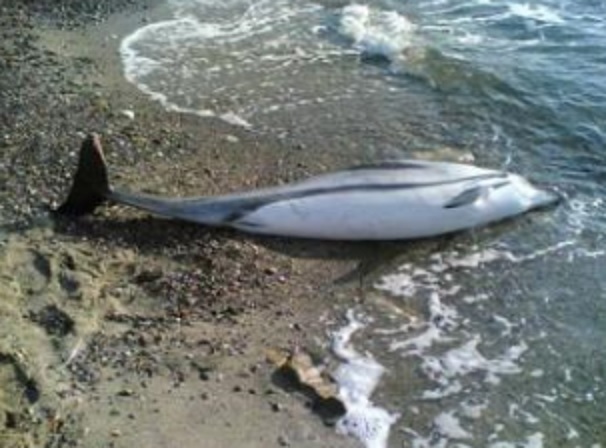 Delfino spiaggiato davanti al lungomare di Alassio 