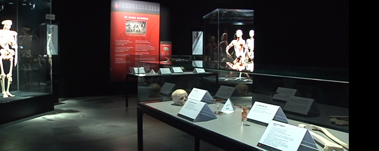 'Body Worlds', nuove iniziative per la mostra dedicata al corpo umano 