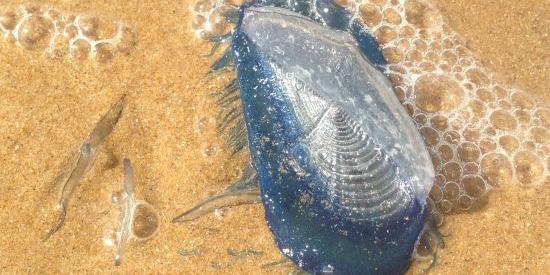 Migliaia di meduse blu spiaggiate sul litorale di Moneglia