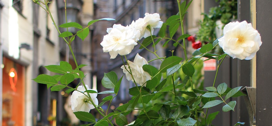 Via Luccoli si 'trasforma' con l'iniziativa dedicata ai fiori 