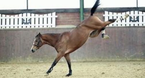 Colpito al petto dal calcio di un cavallo, portato in ospedale con l'elicottero