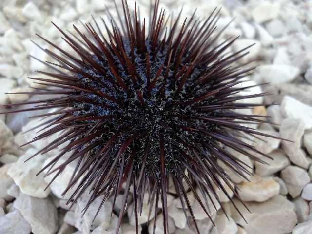 Pescano oltre 200 ricci di mare, maxi multa da 4000 euro