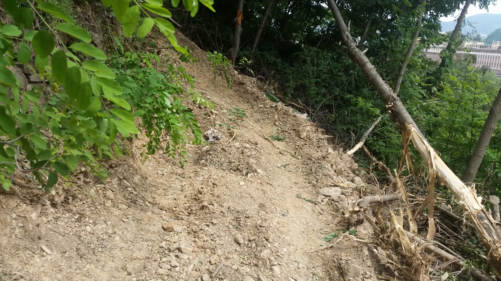 Realizza una strada abusiva nel bosco, denunciato ex dipendente comunale