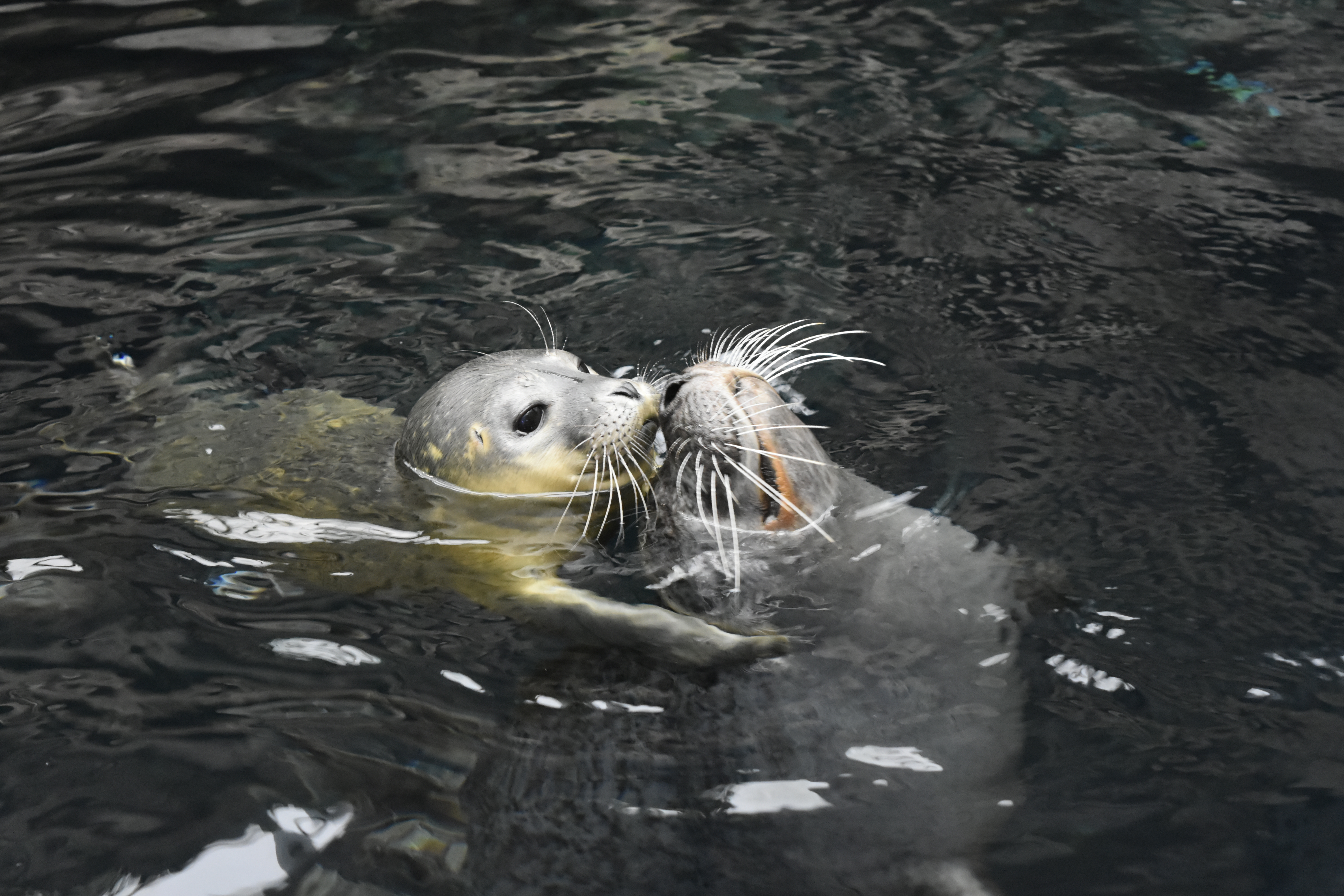 Fiocco azzurro all'Acquario, nuovo cucciolo per la foca Tethy