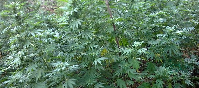 A 75 anni coltiva cannabis, arrestata