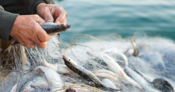 Pesca abusiva a Sestri Levante, multe per 8 mila euro 