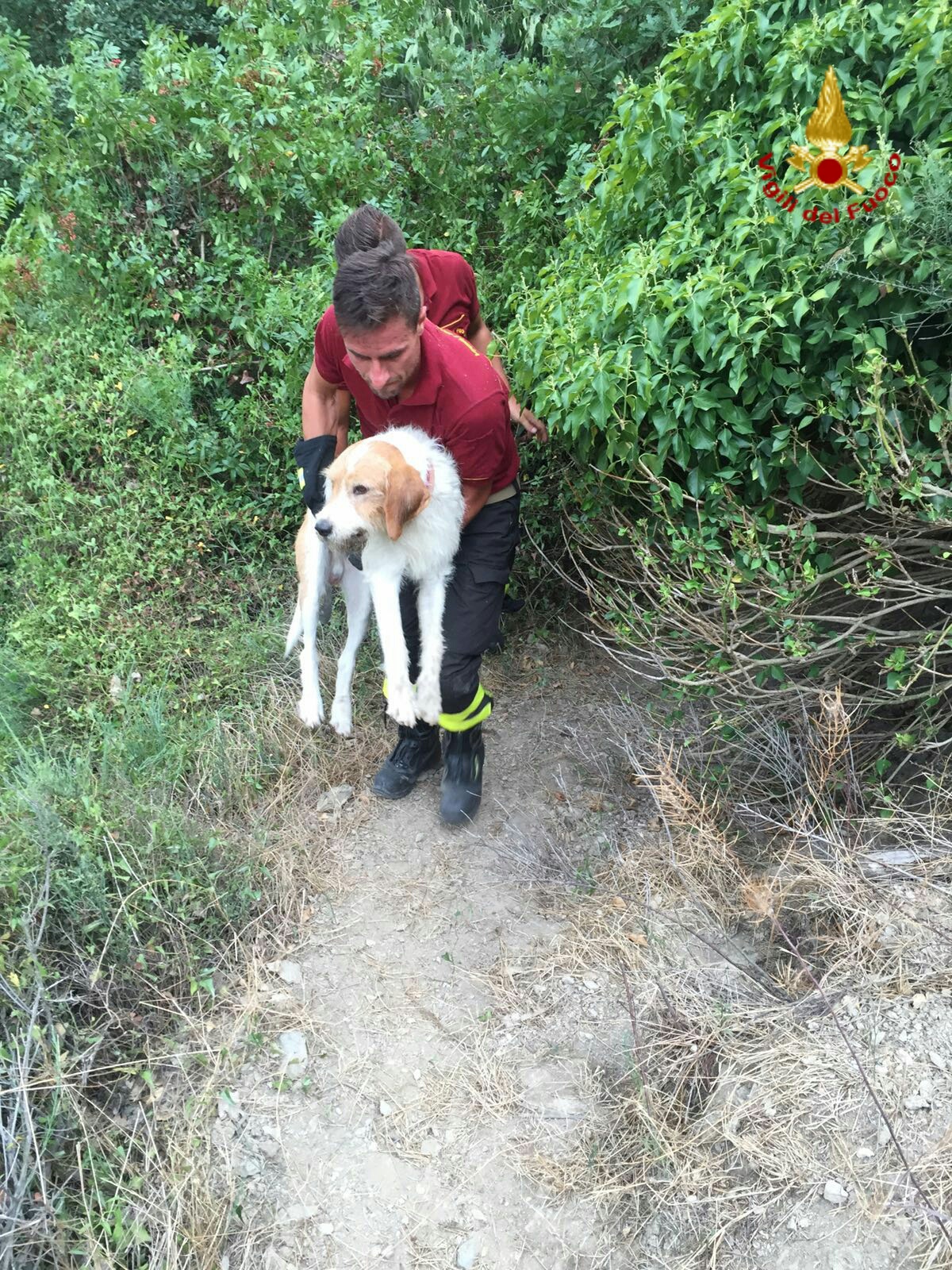 Cane intrappolato in un laccio da cinghiali, salvato dai vigili del fuoco di Finale Ligure