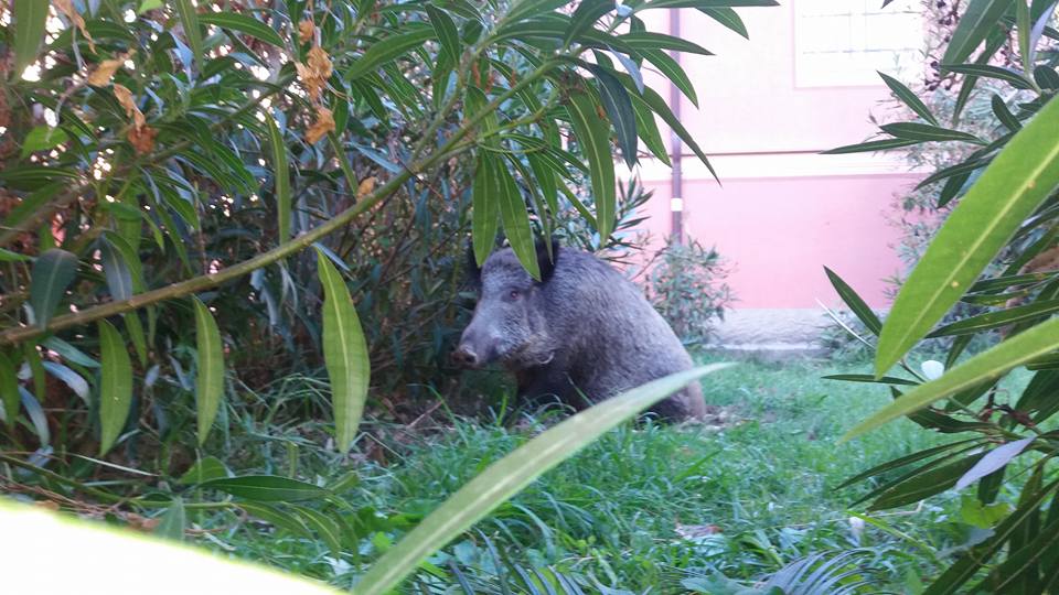 Allarme cinghiale a Marassi, giardini chiusi per la 'caccia'