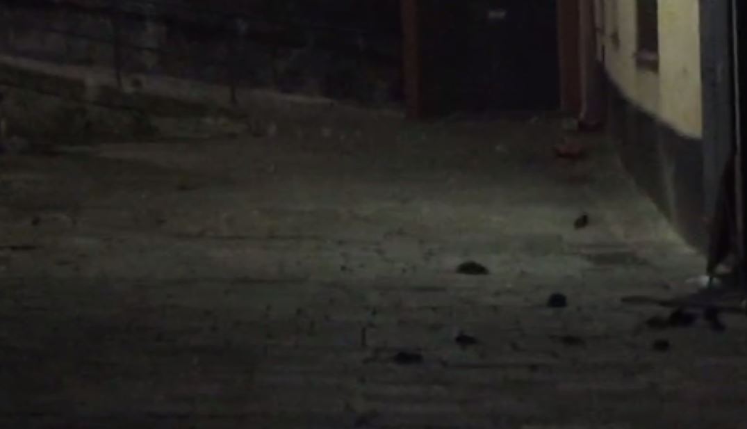 Il centro di Genova ostaggio del degrado: il banchetto dei topi sotto Palazzo Tursi