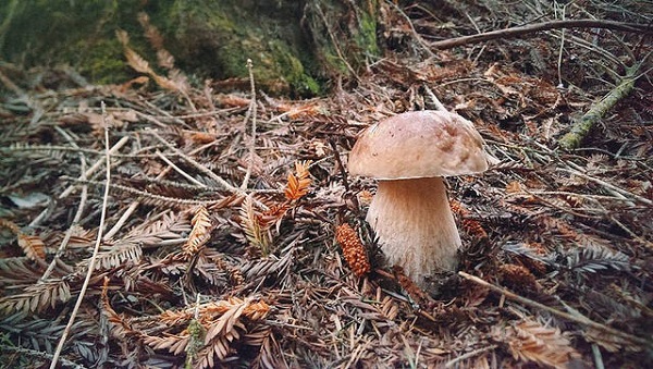 È genovese il campione del mondo nella ricerca dei funghi
