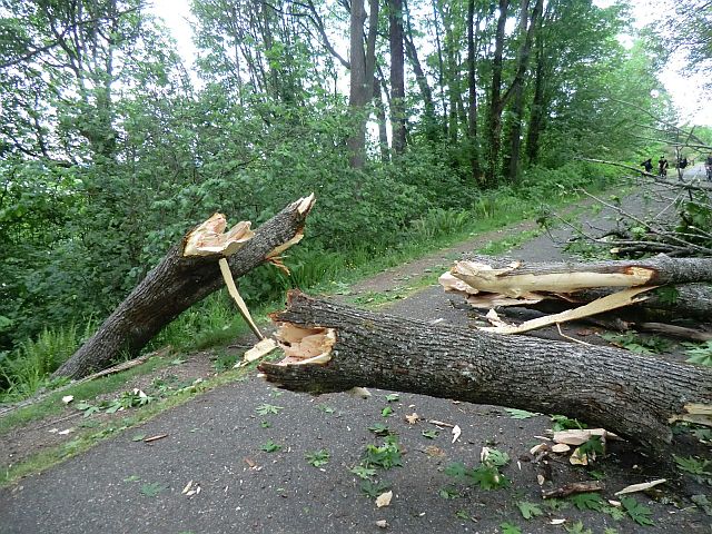 Maltempo, albero cade sulla strada nel Comune di Mallare