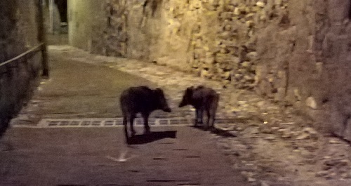 Genova, famiglia di cinghiali a spasso per il quartiere di San Fruttuoso 