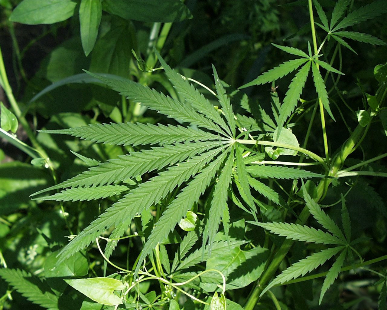 Tradito dall'odore della cannabis: scoperto dai vicini e arrestato