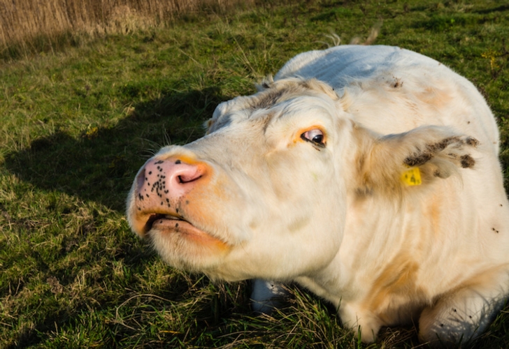 La Spezia: sequestrate proteine animali responsabili del morbo della mucca pazza