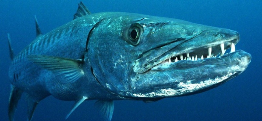 Slow Fish, lo zoologo: "I cambiamenti climatici portano specie aliene"