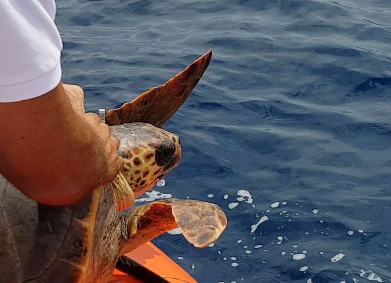 Tartaruga salvata a San Fruttuoso curata all'Acquario: torna in mare