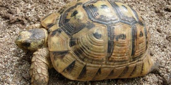 Tartarughe nascoste dentro le auto, dopo le cure ritornano in Tunisia