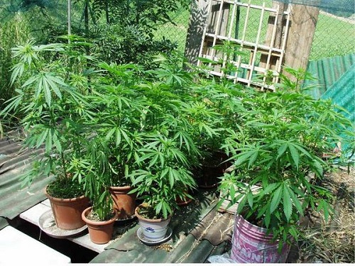 Coltiva 65 piante di marijuana nei boschi, 52enne agli arresti domiciliari