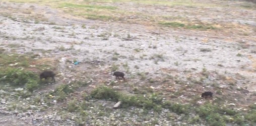 Marassi, venti cinghiali in cerca di cibo sul Bisagno