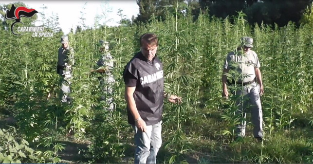 Una tonnellata di marijuana sequestrata sulle rive del Magra