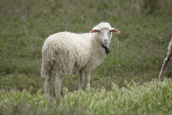 In viaggio verso l'Ungheria con una pecora in roulotte, la scoperta dei veterinari Asl di Imperia