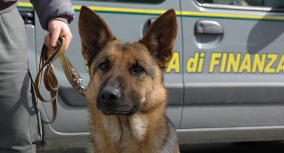 In bus dalla Spagna con 3 kg di droga: scoperto dal cane antidroga
