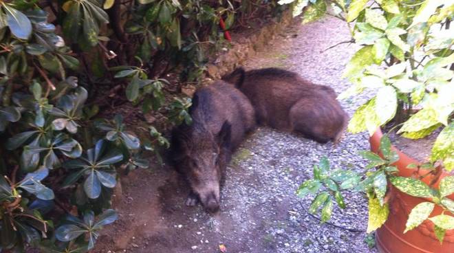Genova, cinghiali in città: in Albaro una famigliola di sette esemplari