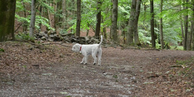 Cani da caccia persi nel bosco, salvati dopo tre giorni di ricerche