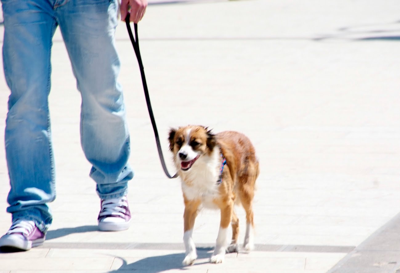 Porta a passeggio il cane e ne approfitta per spacciare, arrestato un 29enne
