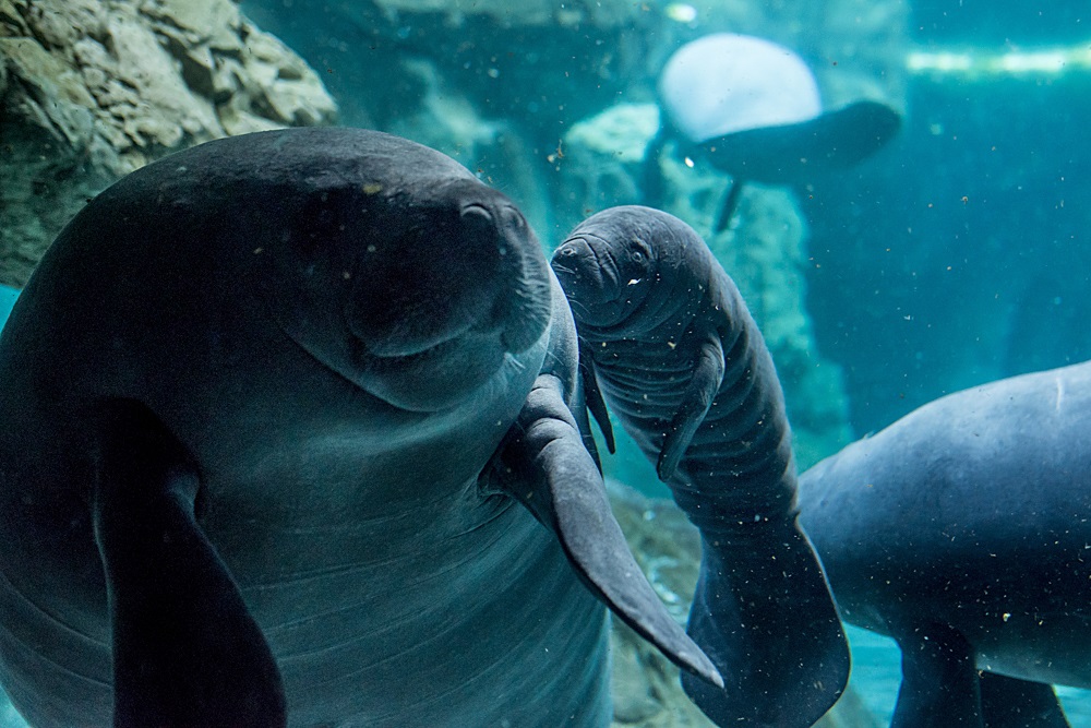 Acquario di Genova, benvenuto a un nuovo cucciolo: nasce un lamantino 
