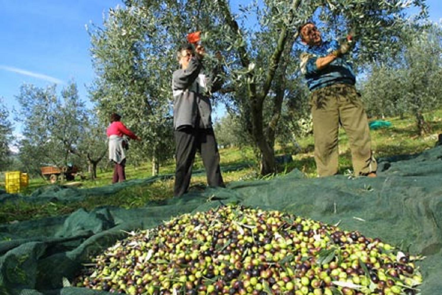 Vuole assumere tre egiziani per raccogliere le olive, il Tar blocca tutto
