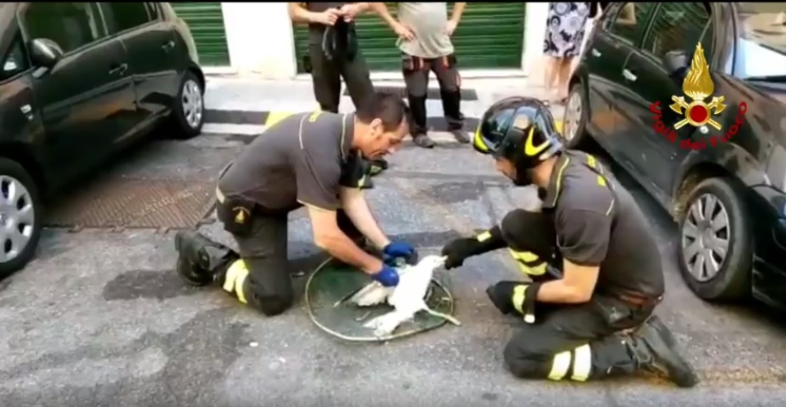 Gabbiano incastrato in un'intercapedine, salvato e liberato dai vigili del fuoco