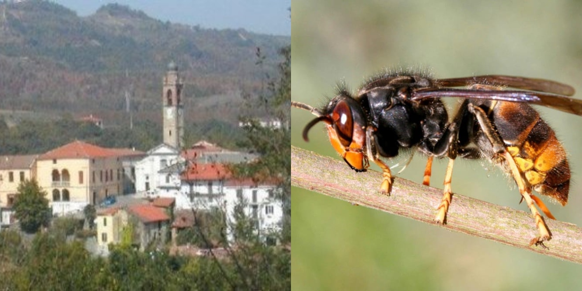 Punto da calabrone, 70enne genovese muore nel Basso Piemonte