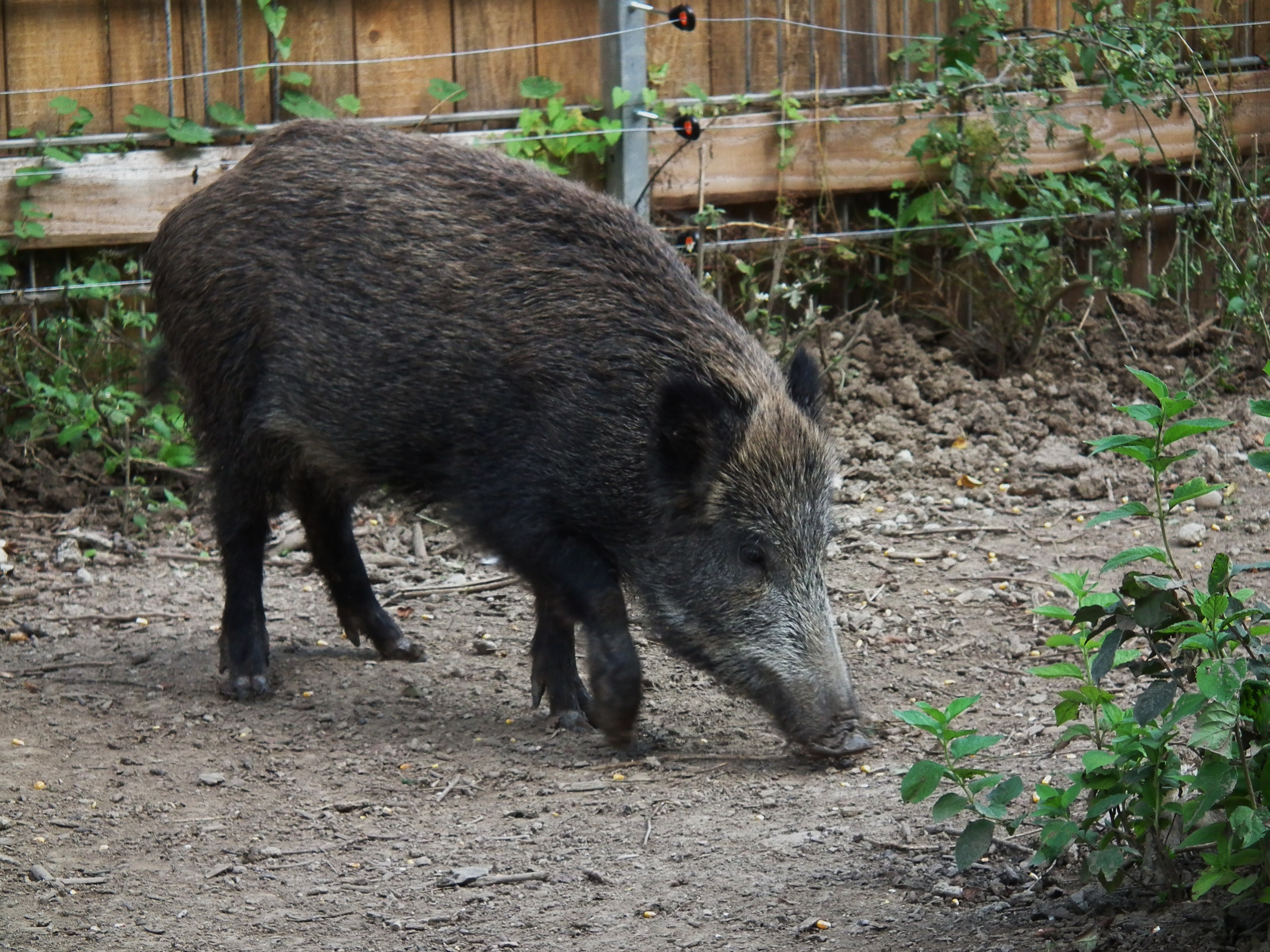 Spara al cinghiale ma l'animale reagisce: ferito un cacciatore