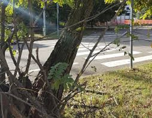 Vento forte e Genova: alberi pericolanti, tegole e cartelloni: super lavoro per i pompieri