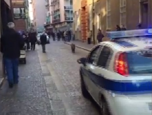 Cinghiale in fuga dalla polizia a Sampierdarena 