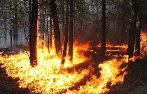 Incendio nei boschi dietro Prà, pompieri al lavoro