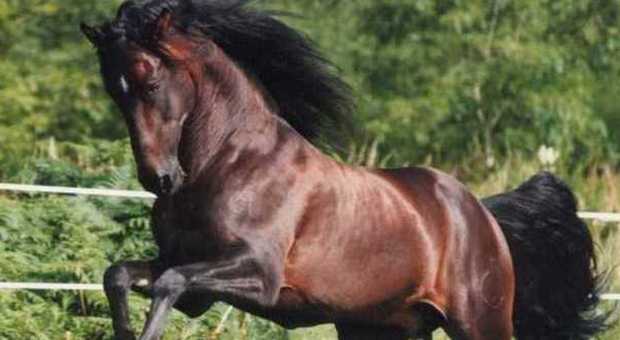 Scalciata al volto dal suo cavallo, 17enne grave all'ospedale