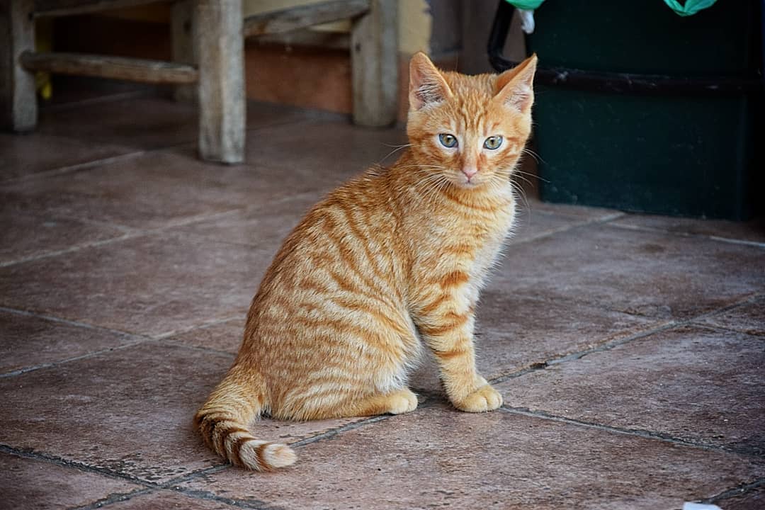 Rubano gatto soriano e scappano, denunciati marito e moglie