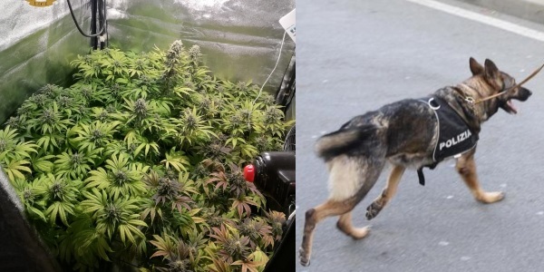 Nasconde in casa una serra di marijuana, 37enne scoperto grazie al fiuto di Kora 