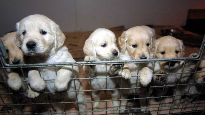 Importa illegalmente e maltratta  13 cuccioli di cane, condannato 