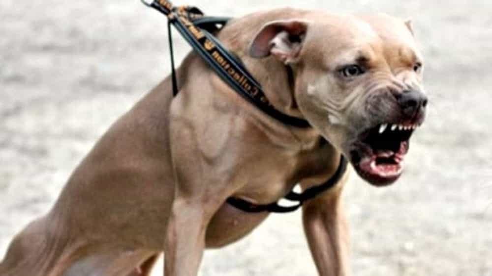 Aizza il pitbull contro la mamma per avere i soldi per comprare la droga