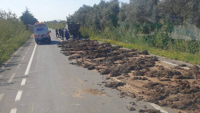 Trattore perde il letame per strada e il traffico va in tilt per mezza giornata