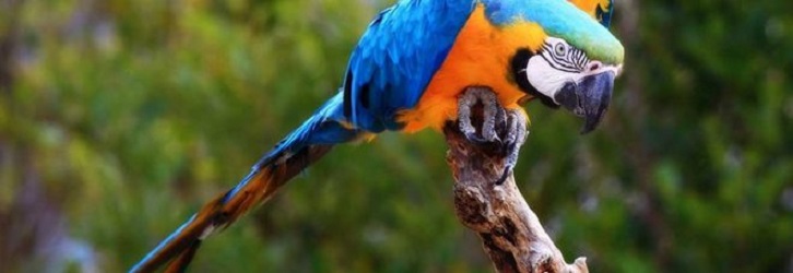 Pappagallo in fuga resta impigliato in un cavo, salvato dai pompieri