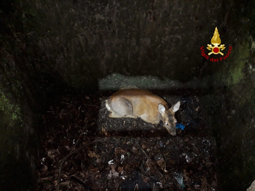I pompieri salvano un capriolo caduto in un canale di scolo della autostrada