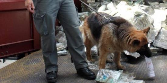 La polizia locale avrà dei nuovi colleghi: in arrivo i cani antidroga