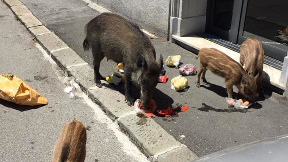 Cinghiale rovista nei cassonetti in centro a Recco, abbattuto dalla vigilanza faunistica