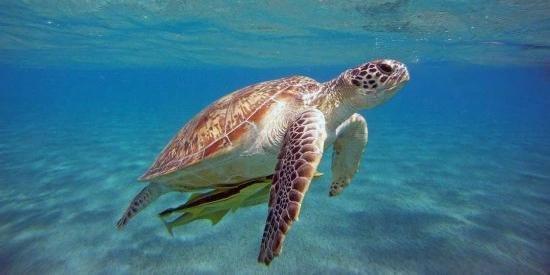 Tartaruga marina in difficoltà, salvata dalla capitaneria di Genova